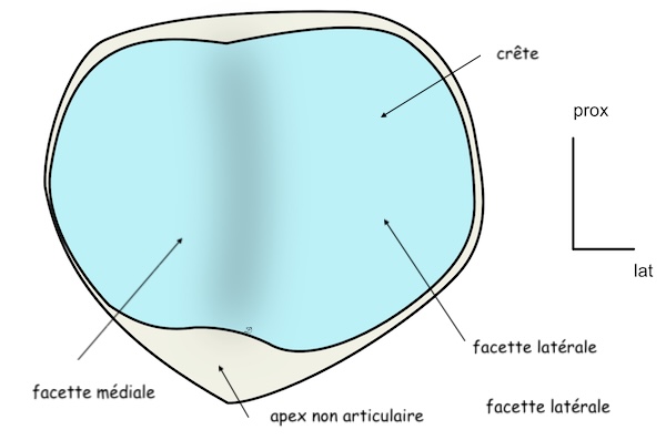 Patella: surface articulaire