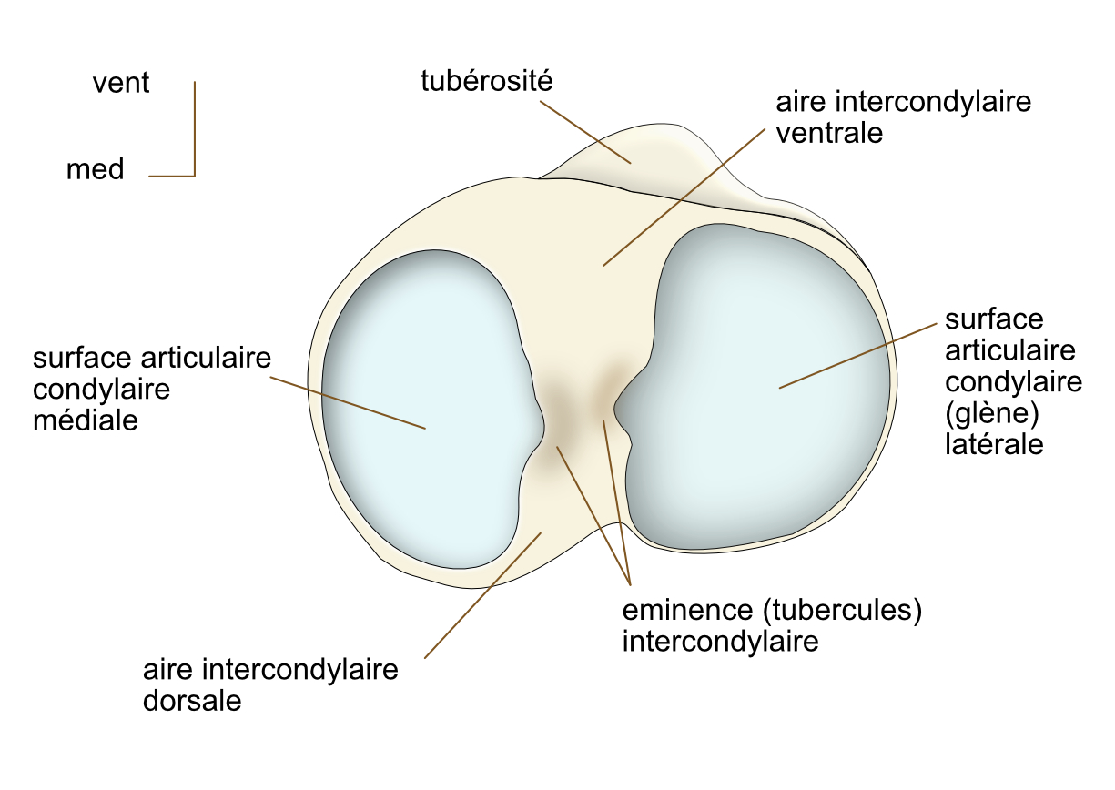 épiphyse proximale du tibia :face proximale