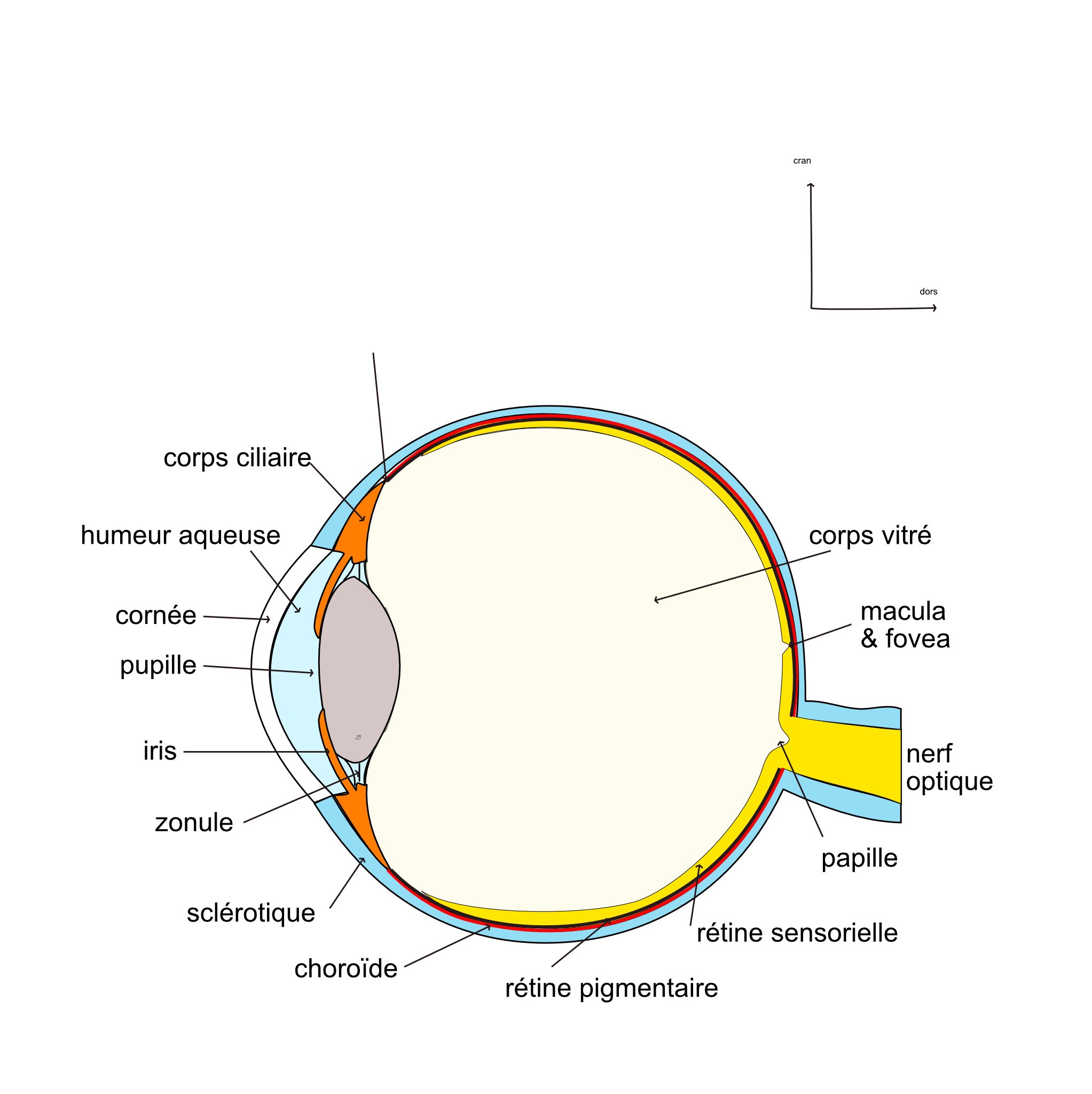 les milieux de l'oeil