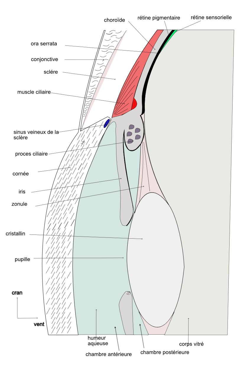 segment antérieur de l'oeil