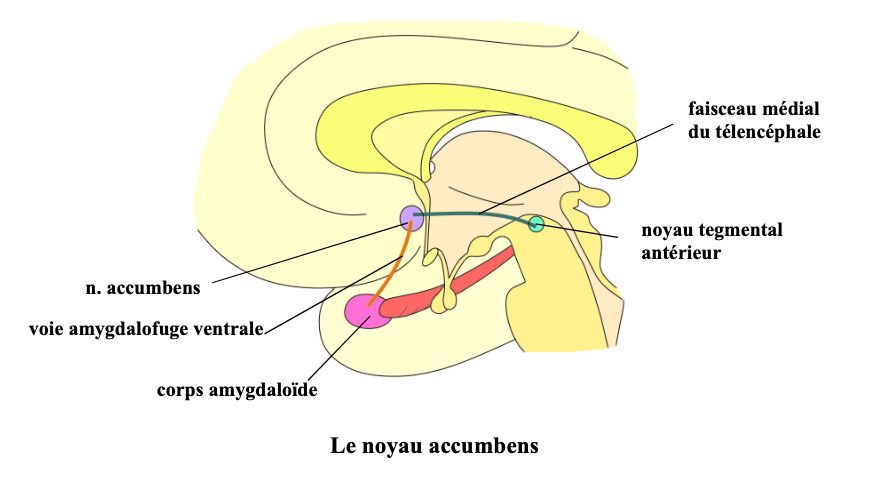 les surfaces en présence