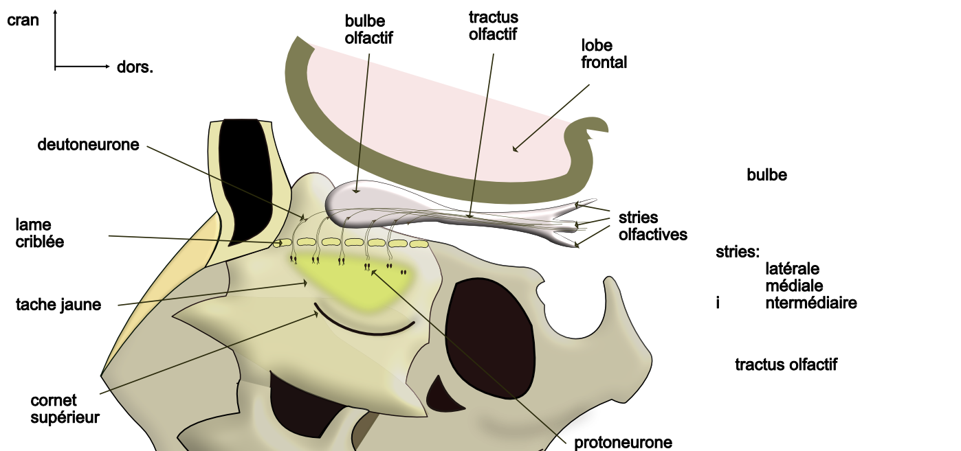 les sneurones de l'olfaction