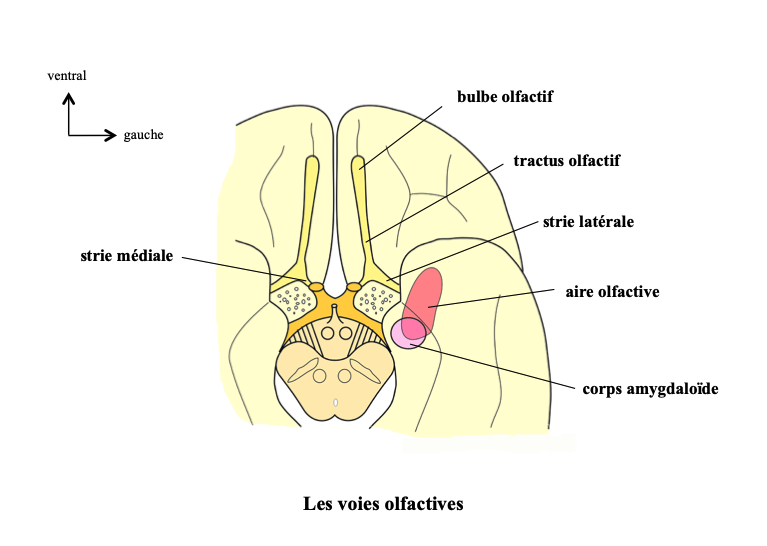 les surfaces en présence