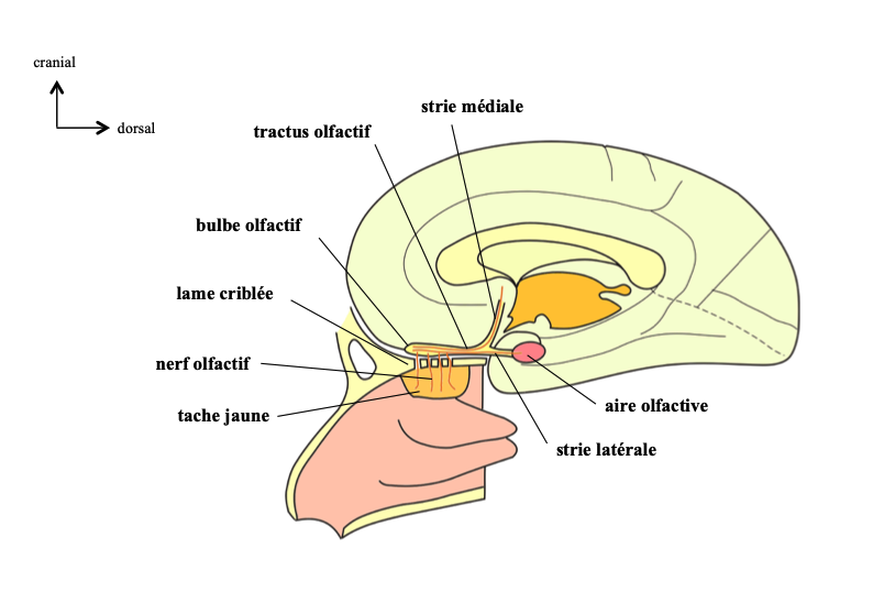 les surfaces en présence