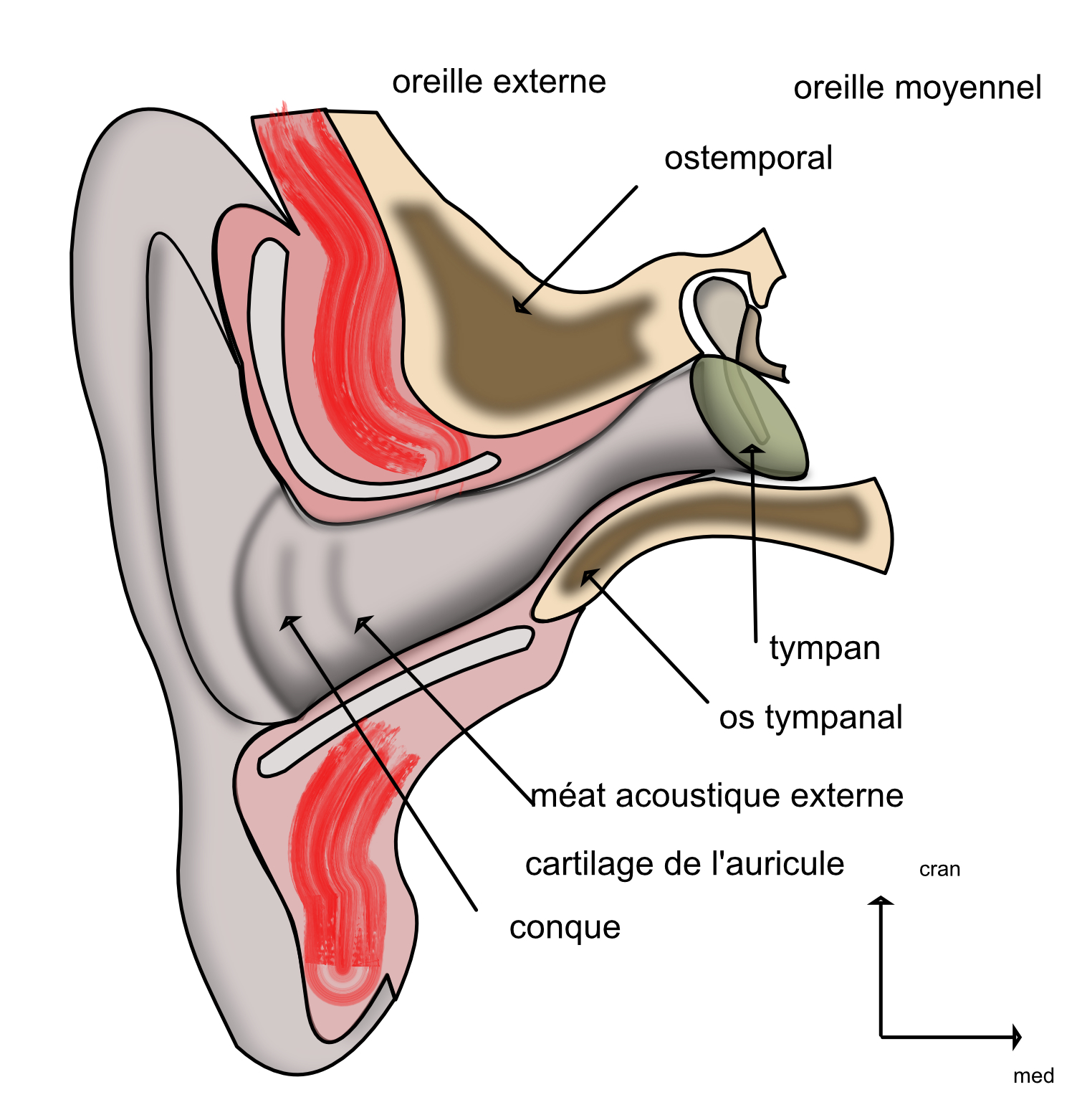 méat acoustique externe