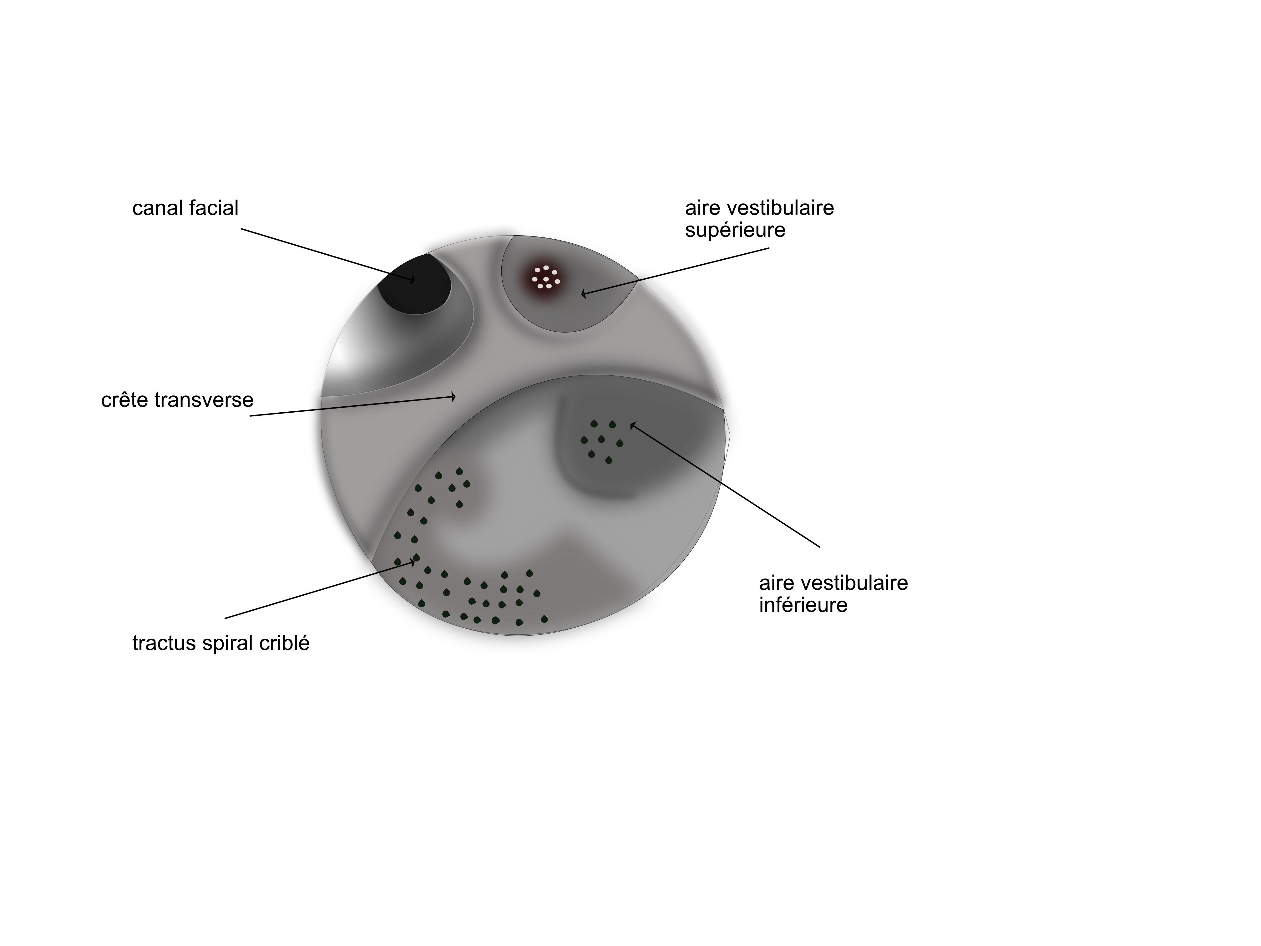 méat acoustique interne