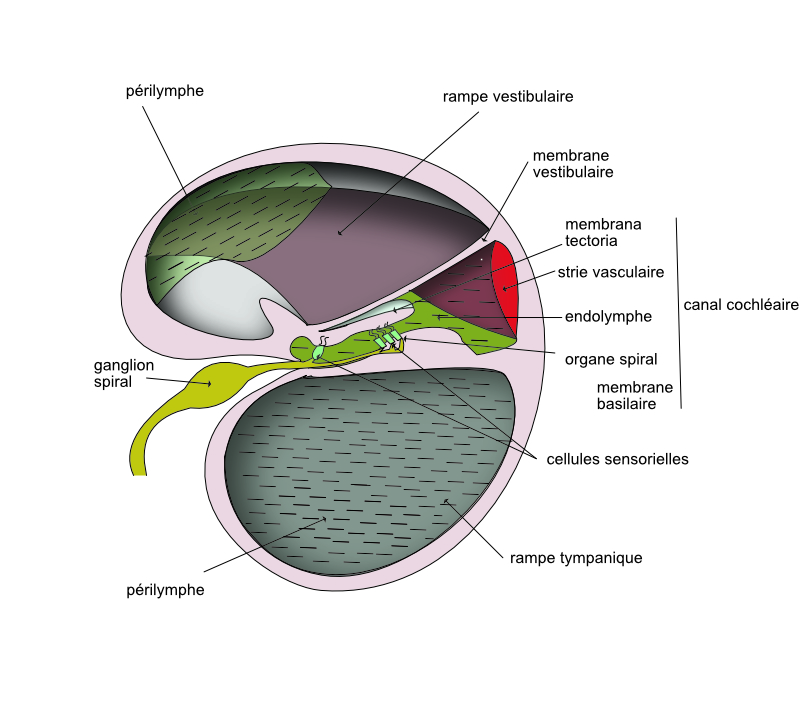  le conduit cochléaire