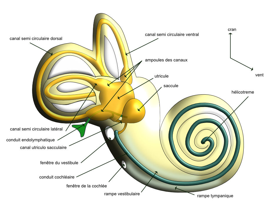le labyrinthe membraneux