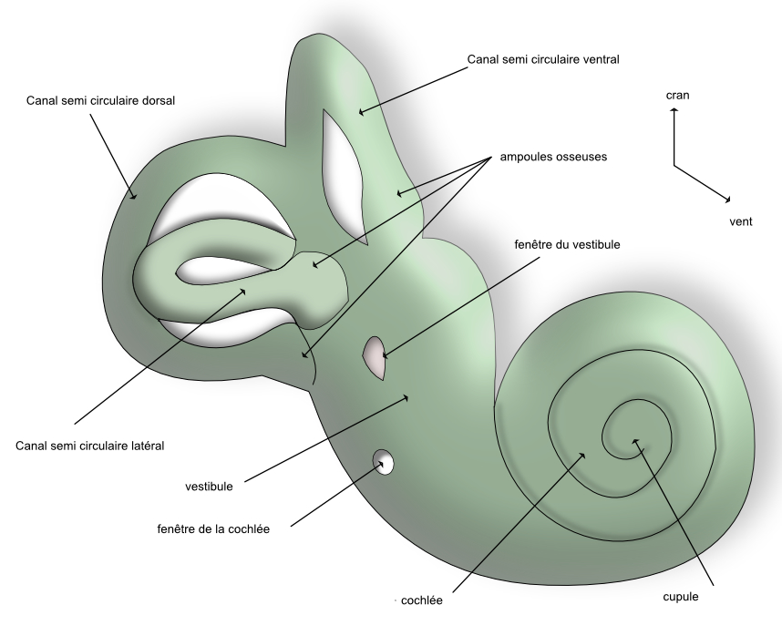 le labyrinthe osseux