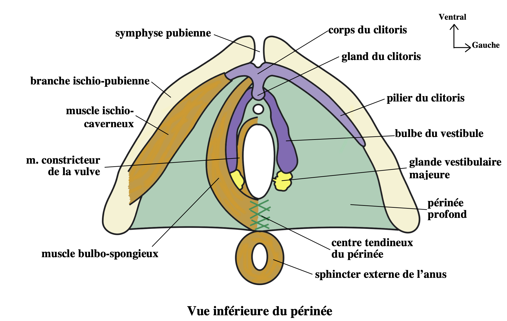 Pathologie Vulvaire P rin ale Douleurs Vulvaires Quand Penser Une Pathologie Vulvaire P rin ale Douleurs Vulvaires Quand Penser Une