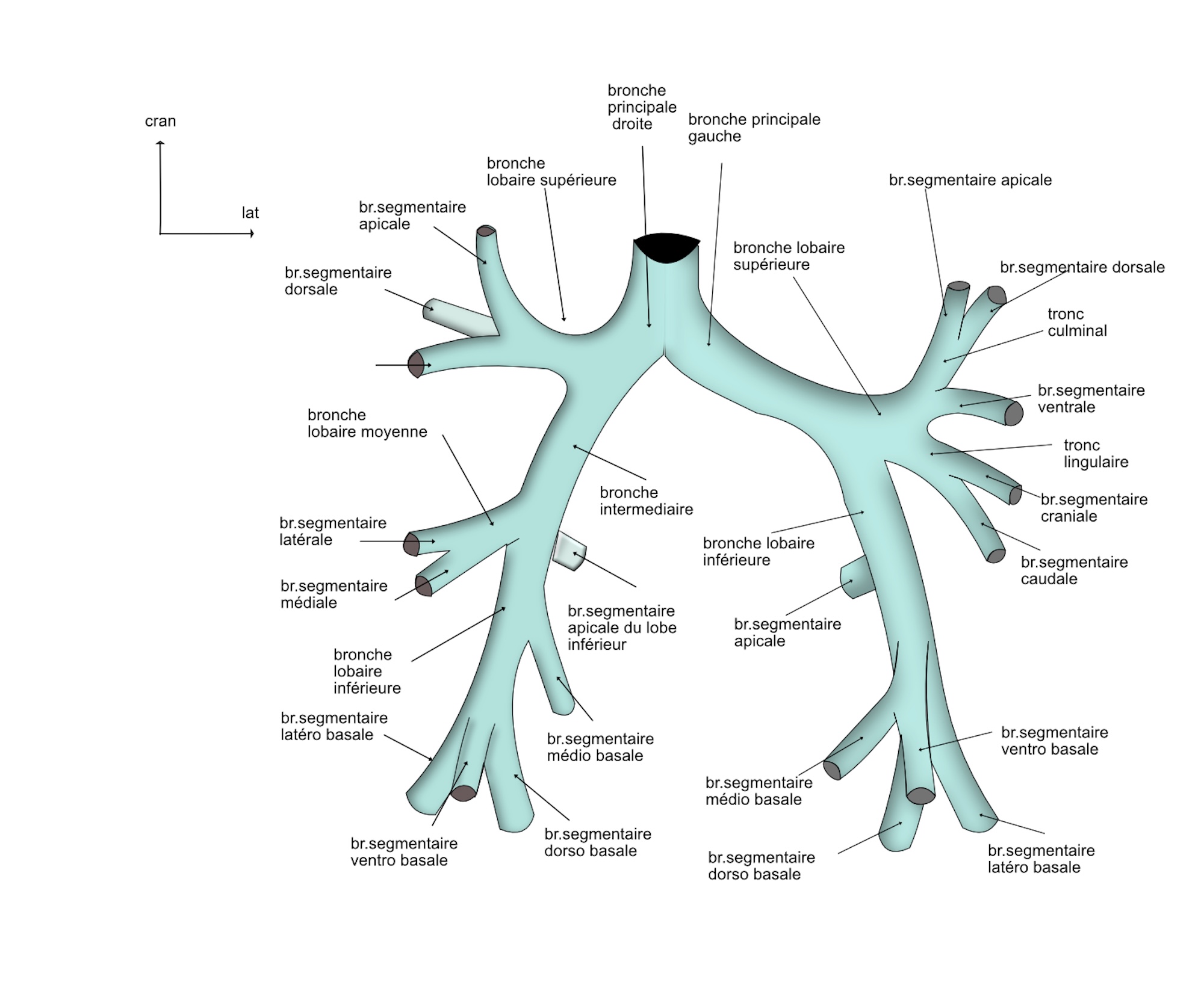arbre bronchique