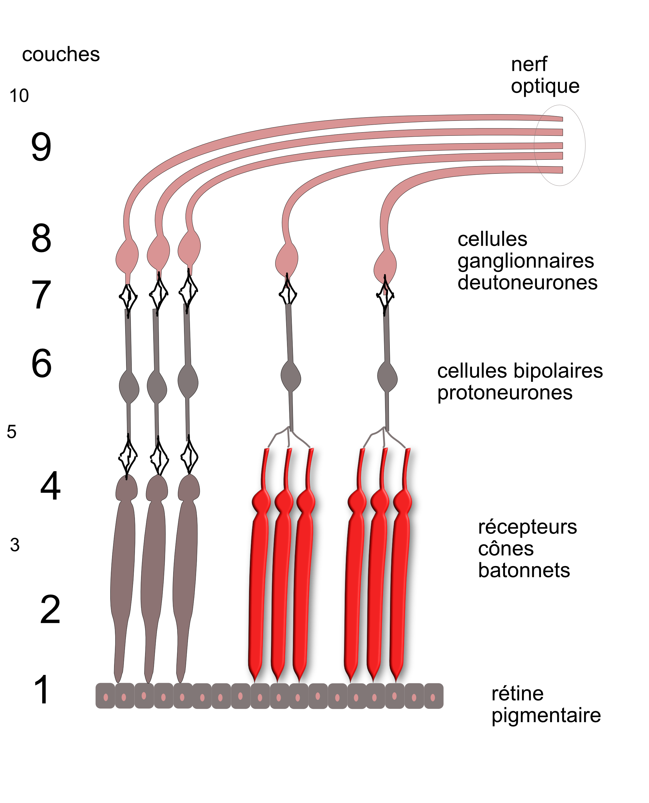 les couches rétiniennes