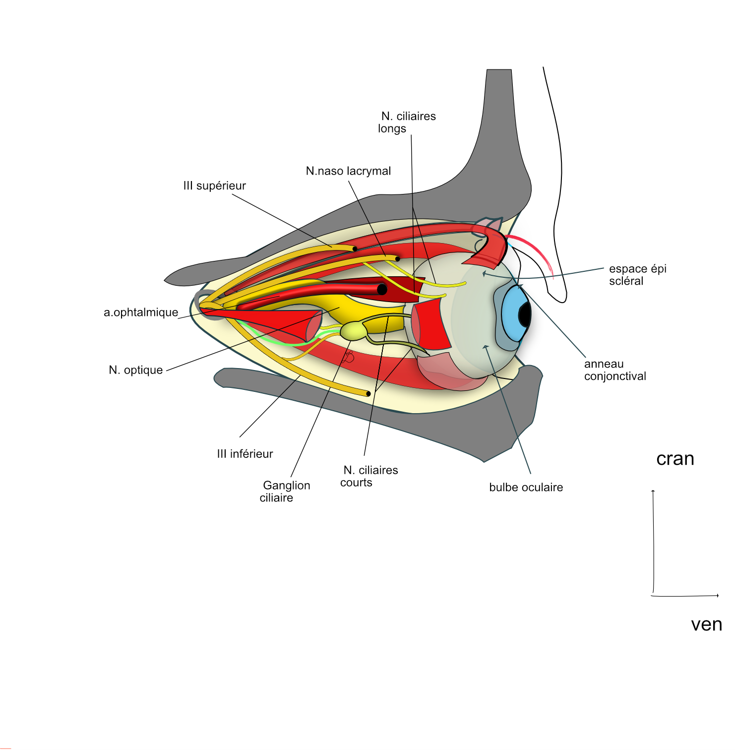 le cône musculo tendineux