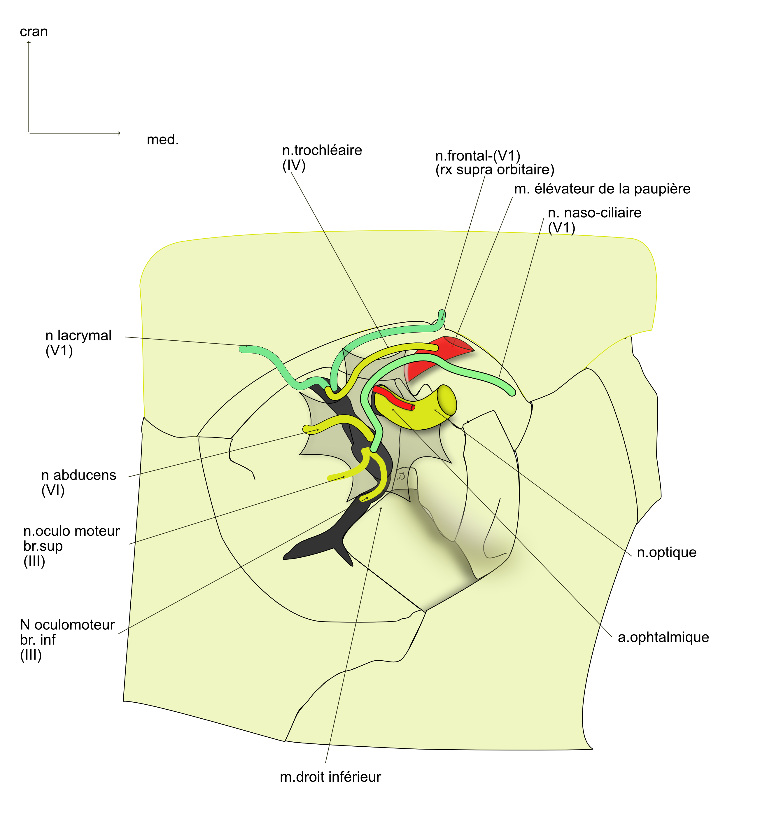 le cône musculo tendineux