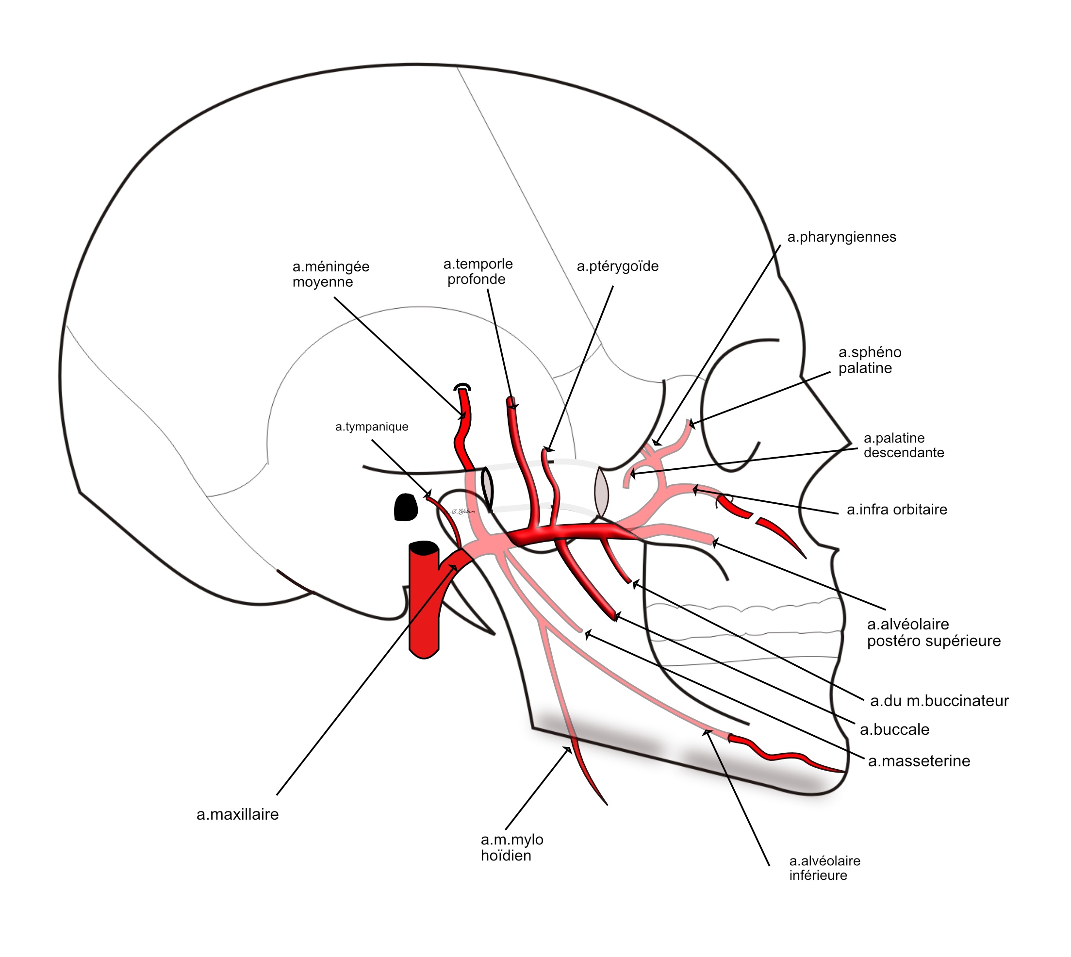 branches de l'artère maxillaire
