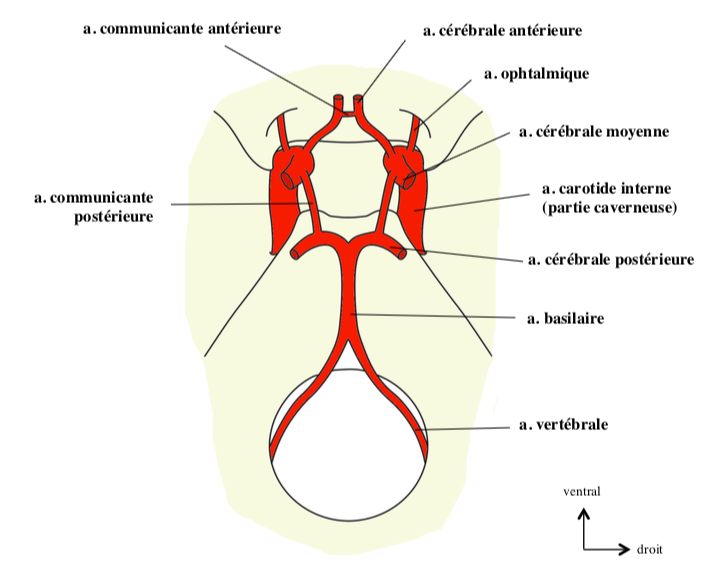 terminales de l'aci