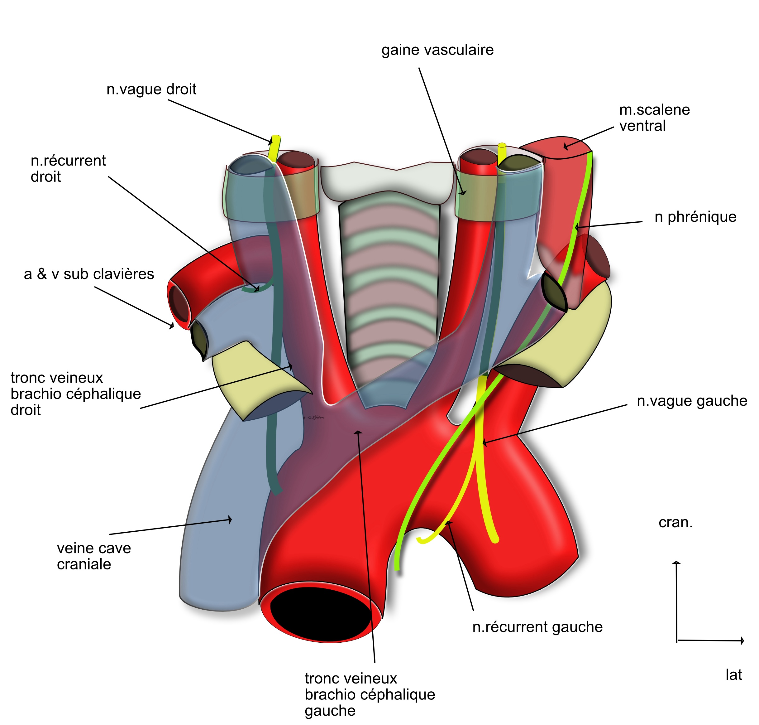 vue ventrale des axes carotidiens